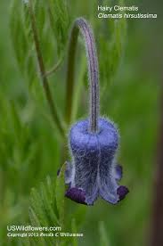 Image result for Clematis hirsuta