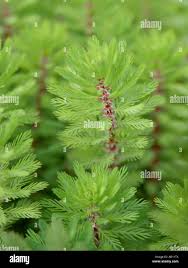 Image result for Haloragaceae