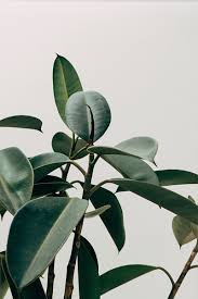 Spider plants are popular hanging and potted plants. Most Resilient Indoor Plants The Houseplant Urban Jungle Blog