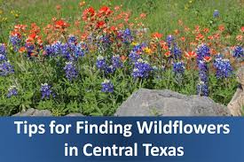 Maybe you would like to learn more about one of these? Where To Find Bluebonnets And Other Wildflowers Near San Antonio And Austin Texas Wanderwisdom