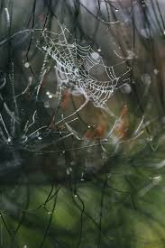 Check spelling or type a new query. Small Spider Web Hidden In The Branches Of A Pine Tree By Jacqui Miller
