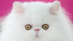 ‪How Humans Created Cats - The Atlantic‬‏