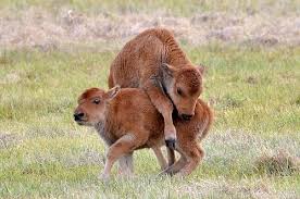 Bison Calves Playing Animals Beautiful Animals Wild Pet Birds