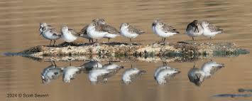 Western Sandpipers and a dumpy Dunlin