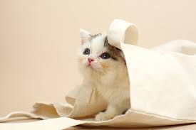 And if you want your furry friend to be a big part of your christmas cards, make sure to visit our selection of pet holiday cards. Cat Photography Catchlights And Other Tips For Lively Adorable Kitten Portraits