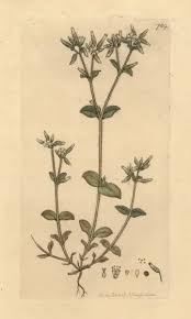 Image result for Cerastium glomeratum