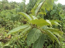 Image result for Combretum paniculatum
