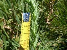 Image result for Wahlenbergia krebsii