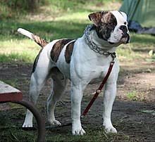 Pure johnson male bred by mark moler of big sky american bulldogs. American Bulldog Wikipedia