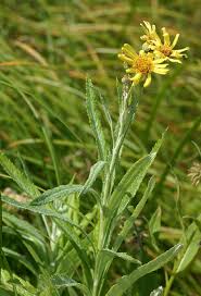 Image result for Senecio milanjianus