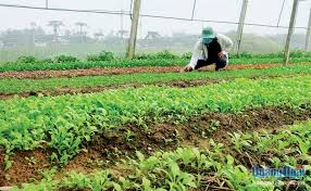 Hiệu quả từ trồng rau hữu cơ - Báo Quảng Ngãi điện tử