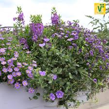 Ein Blutenmeer In Blau Blaue Mauritius Manati Deep Blue Engelsflugel Adessa Deep Blue Blaue Koboldblume Bluetiful Topfgarten Pflanzen Blumen Pflanzen