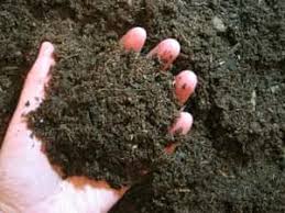 Then use your coir and soil blend as you would any planting medium. Seed Starting Mix Vs Potting Soil What S The Difference Do Not Disturb Gardening