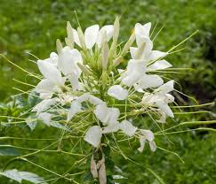 Image result for Cleome spinosa