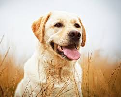 Image result for labrador retrívr