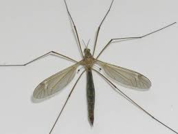 Leatherjackets Can Cause Sever Damage To Lawns And Turf
