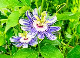 We did not find results for: Blooming Beauties Amelia Island Wildflowers Amelia Island Living Emagazine