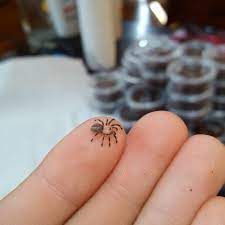 If you want to see pictures of baby tarantulas, simply perform a search on an images site, such as google images. A Baby Venezuelan Sun Tiger Tarantula Interestingasfuck