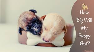 In regard to weight, a yorkie will grow to be 3 to 7 pounds (1.36 to 3.17 kg). How Long Do Puppies Grow Petsium