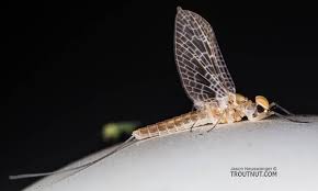 Image result for Melinis effusa