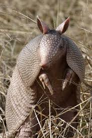 Yeah There S A Lot Of Em Armadillo Animals Animals Wild
