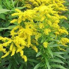 epingle sur plantes vivaces