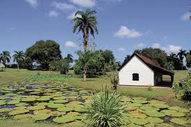 Suriname Reizen Natuurlijk Gebouw Vakantie