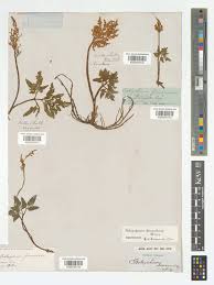 Image result for Botrychium dissectum