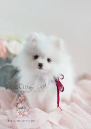 White Pomeranian Puppies For Sale Teacup 033 Pomeranian Puppy Pomeranian Puppy Teacup Teacup Pomeranian