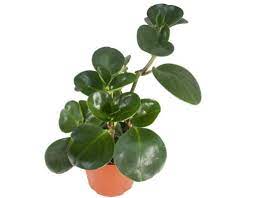 All cats regardless of their sizes love to climb. Are Baby Rubber Plants Poisonous To Cats Pet Care Advisors