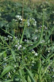 Image result for root-tail