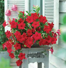 Sun parasol® series (mandevilla sun parasol® series): Velvet Red
