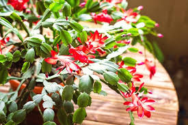 The christmas cactus is a colorful alternative to traditional holiday plants like poinsettias, and makes a beautiful addition to your holiday decor scheme. Christmas Cactus Care Planting Encouraging Flowering And More Pyracantha Co Uk