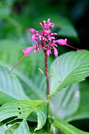 Image result for Acanthaceae