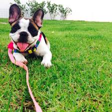 Oyuncu Maskeli Kopek Kopek Bulldog Yavru Kopek