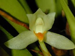 Image result for Bulbophyllum oreonastes