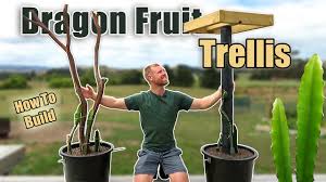 We did not find results for: 2 Ways To Build A Dragonfruit Trellis For Growing Dragon Fruit In Containers Youtube