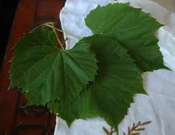 Wild grape is a high climbing, woody vine that grows up to 60' to 100 long in it's natural setting. Bad News Your Wild Grape Vines Are Boys Syracuse Com