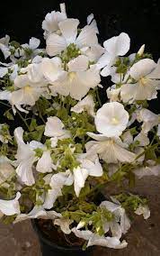 Pin On Mis Plantas