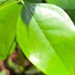 Image result for Bosqueiopsis