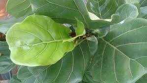 They require humidity to be between 30 and 65%. Why Does A Fiddle Leaf Fig Turn Yellow Red Brown Black Ready To Diy