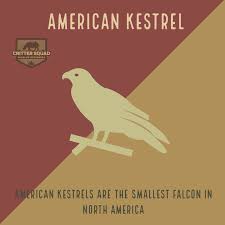 Culture and tradition coloring pages. American Kestrel Fact Sheet C S W D