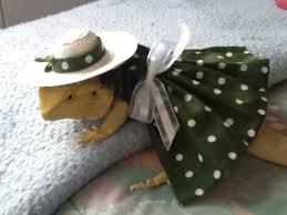 Bearded dragon lizard santa hat+ scarf christmas costume set xmas clothes outfit. Pin On I Love My Pets 3