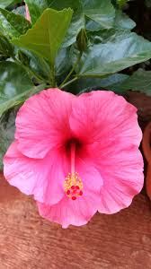 It blooms fragrant and beautiful colors in a variety of shades and is a treat to the eyes! Hibiscus Home Garden Pune India 24 04 2018 Beautiful Flowers Types Of Flowers Hibiscus