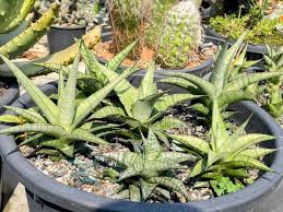 Image result for Sansevieria hallii