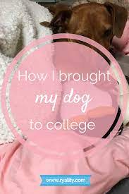 How I Brought My Dog To College Ryality Emotional Support Animal Emotional Support Dog Esa Dog