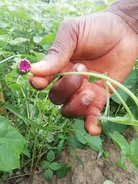 Image result for Crassocephalum rubens