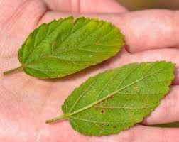 Image result for Waltheria indica