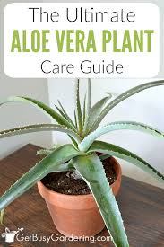 Aloe Vera Plant Care How To Grow Care For Your Aloe Plants Growing Aloe Vera Aloe Vera Plant Aloe Plant