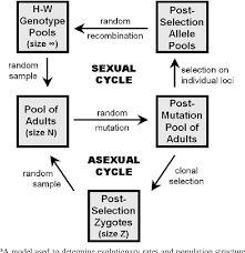 Figure 1 From Evolutionary Dynamics Of The Bdelloid And